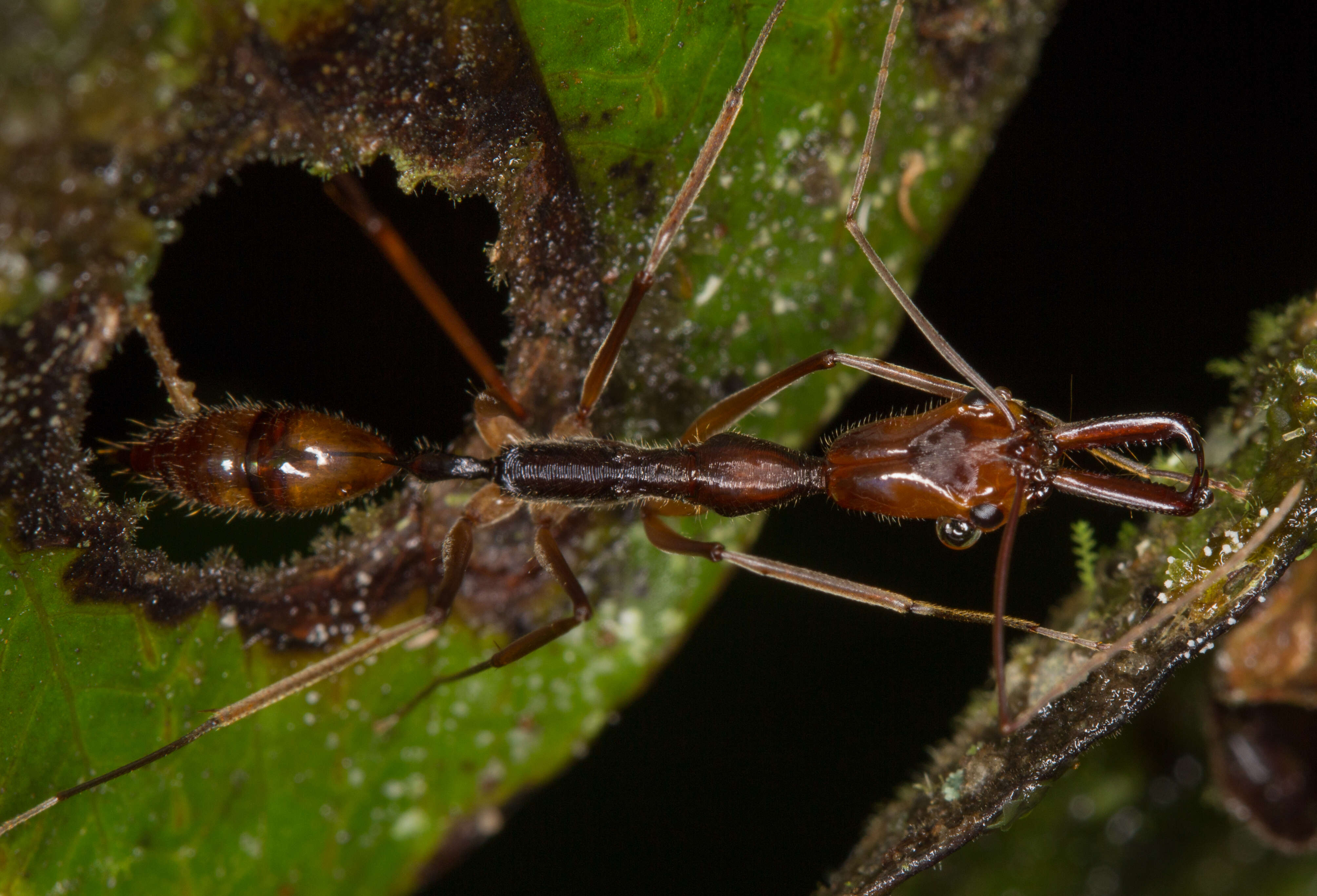 Image of Trap-jaw Ants