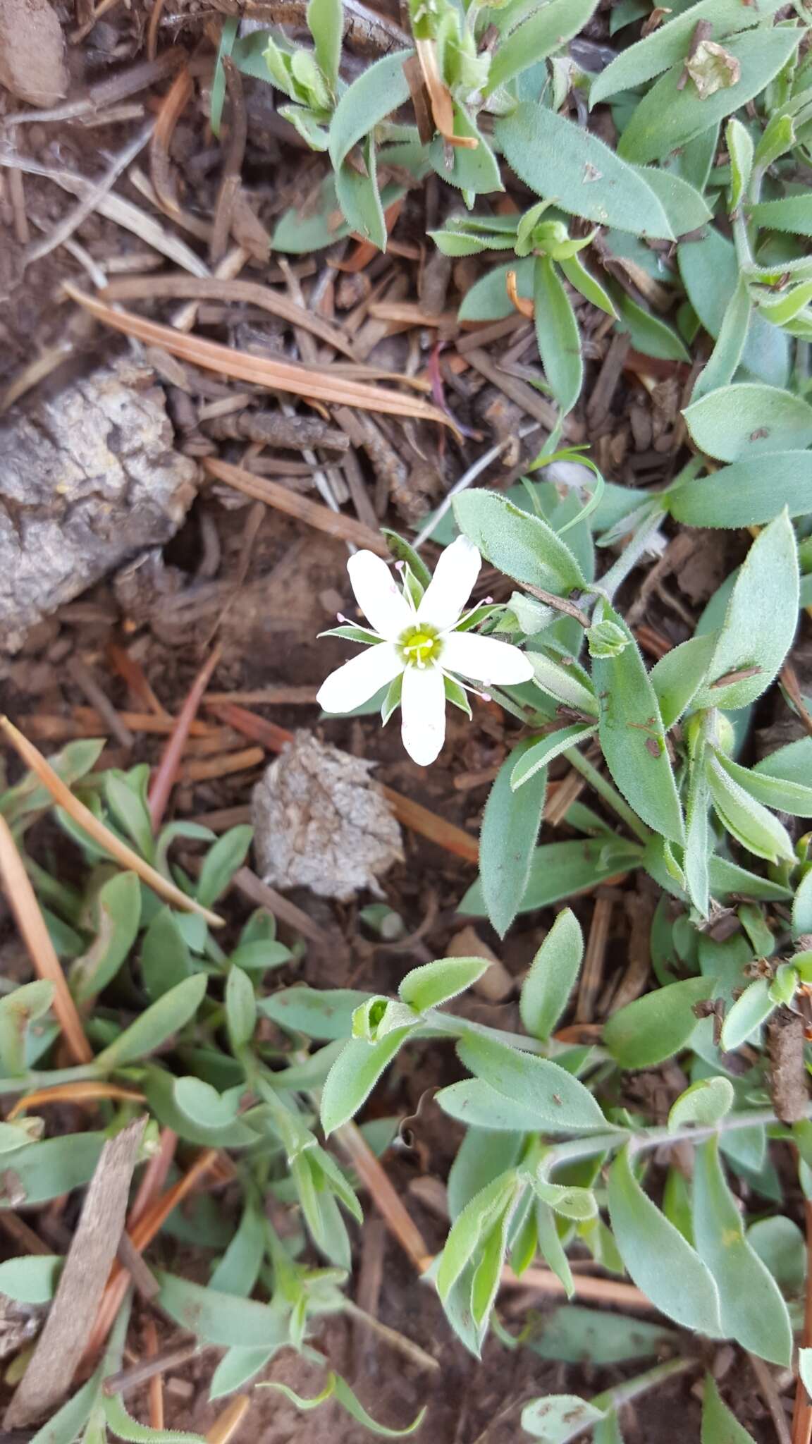 Image de Arenaria lanuginosa (Michx.) Rohrb.