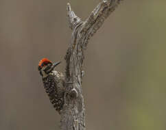 Image of Ladder-backed Woodpecker