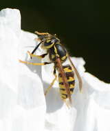 Image of Western Yellowjacket