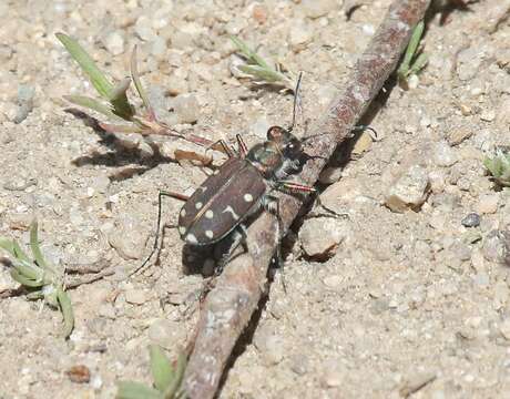 Plancia ëd Cicindela (Cicindela) oregona Le Conte 1856