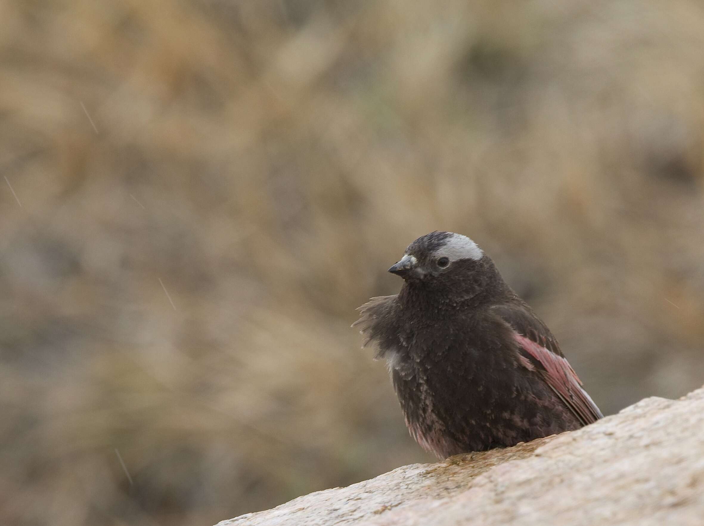 Image of Black Rosy Finch