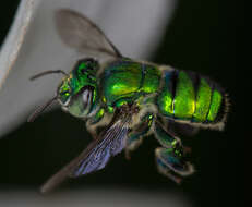 Image of orchid bee