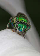 Image of orchid bee