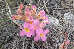 Слика од Harveya purpurea (L. fil.) Harv. ex Hook.