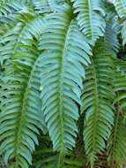 Image of narrowleaf swordfern