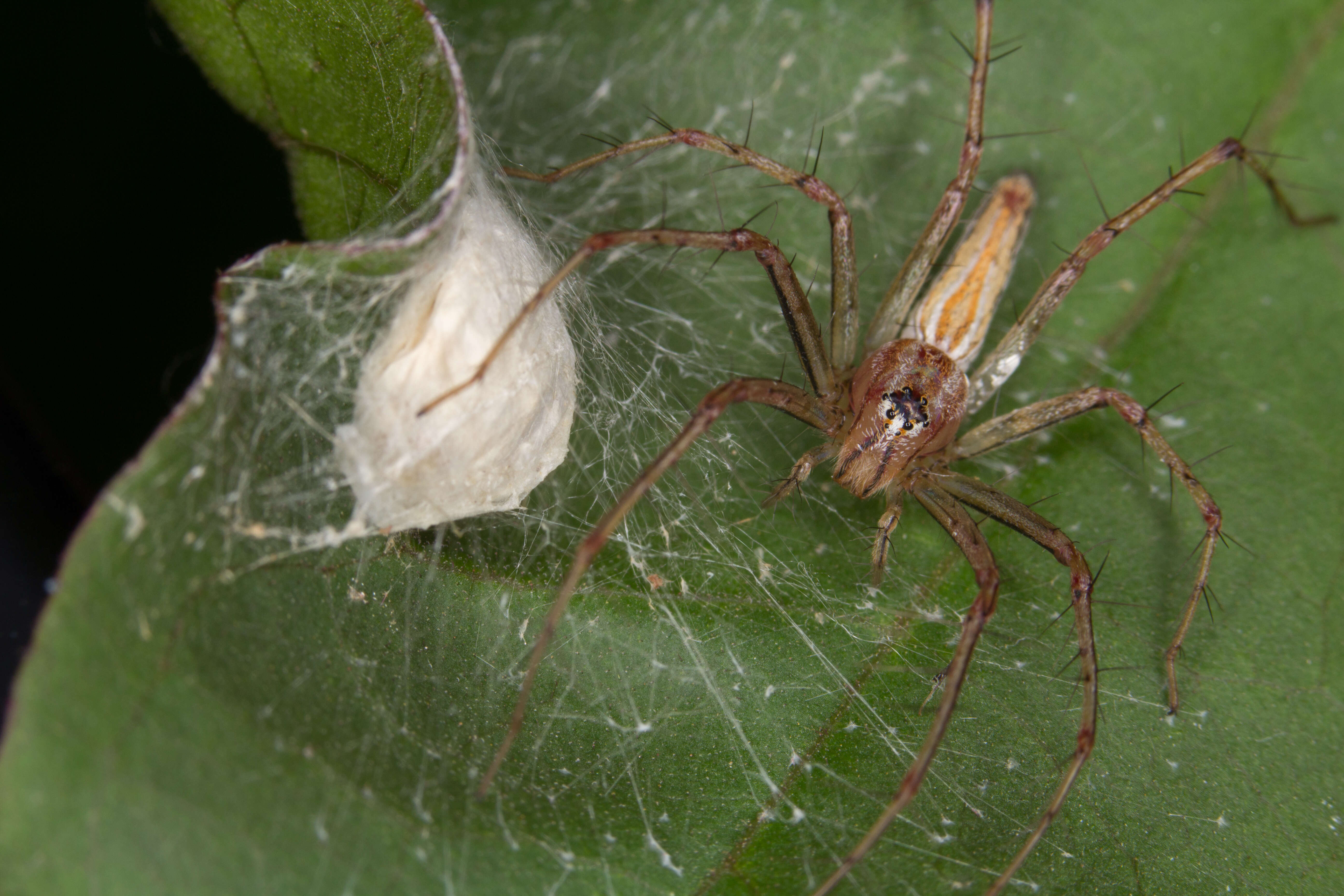 Image of Oxyopes macilentus L. Koch 1878