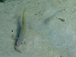 Image of Goatfish