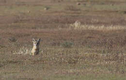 Image of Desert Fox