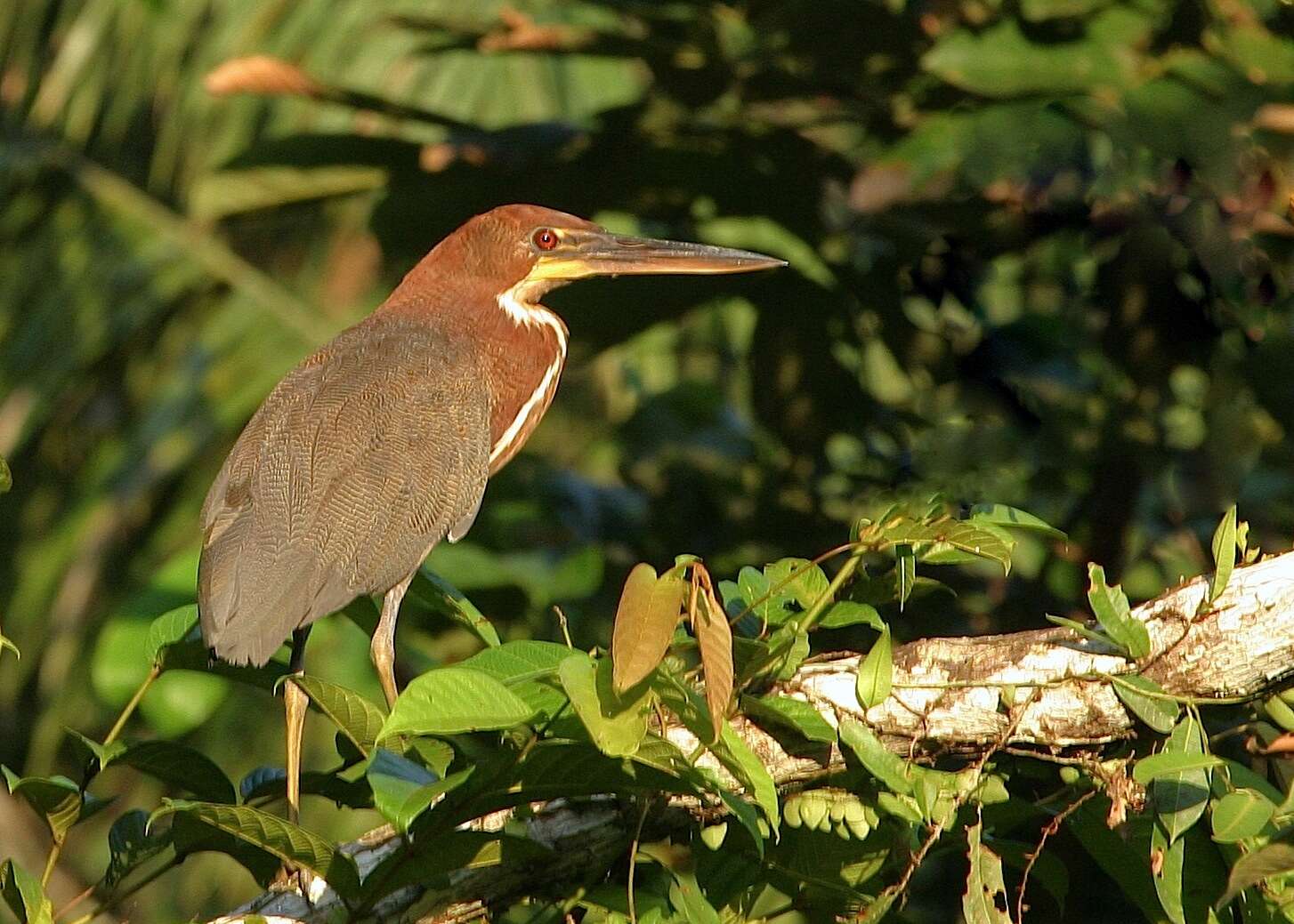 Image of Rufescent Tiger Heron