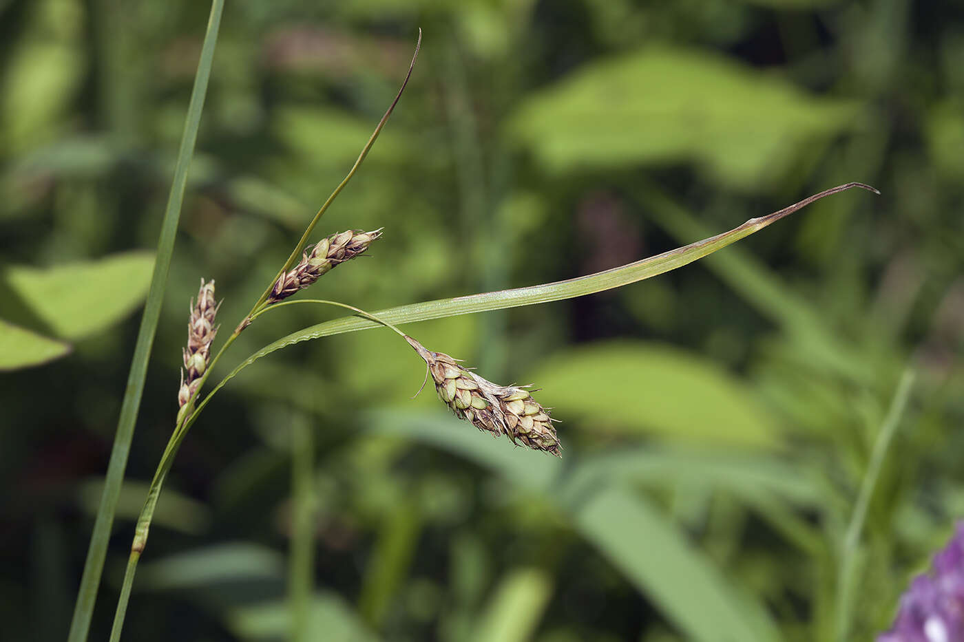 Imagem de Carex gmelinii Hook. & Arn.