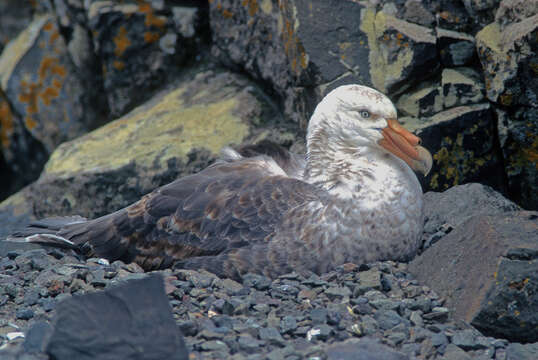 Image of Antarctic Giant-Petrel