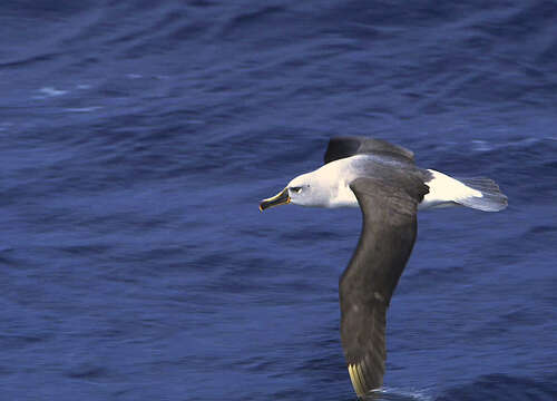 Image of Grey-headed Albatross