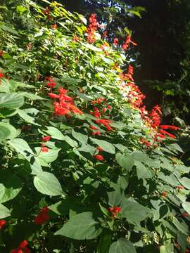 Sivun Salvia splendens Sellow ex Nees kuva