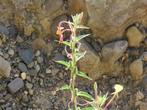 Слика од Oenothera versicolor Lehm.