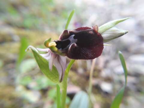 Image of Ophrys fuciflora subsp. chestermanii (J. J. Wood) H. Blatt & W. Wirth