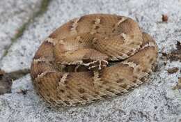 Image of Arizona ridge-nosed rattlesnake