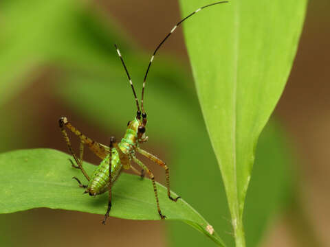 Image of Scudder's bush katydids