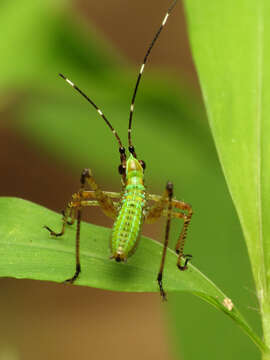 Image of Scudder's bush katydids