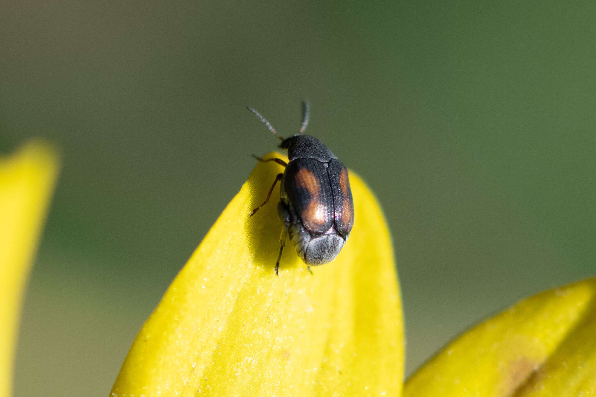 Image of Leaf beetle