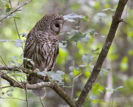 Image of Barred Owl