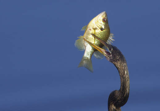 Image of Bluegill Sunfish