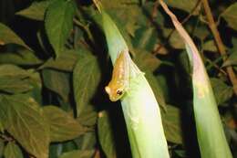 Image of Green Bright-eyed Frog