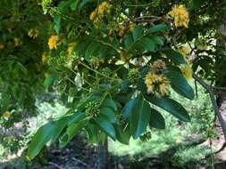 Image of Pararchidendron pruinosum (Benth.) I. C. Nielsen