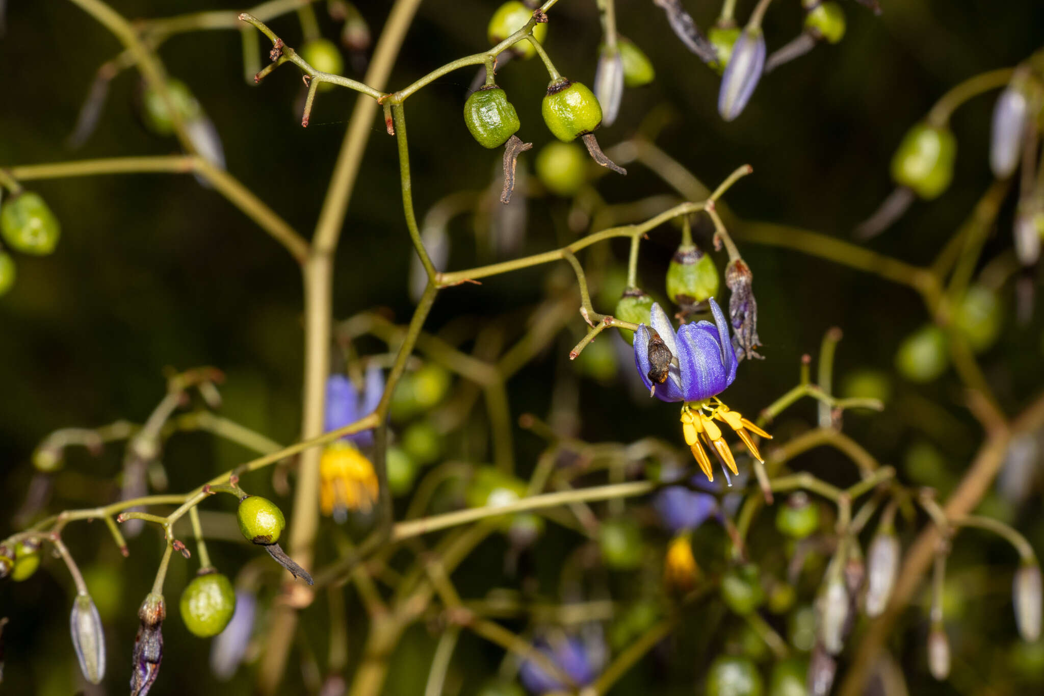 Image of Dianella revoluta var. divaricata (R. Br.) R. J. F. Hend.