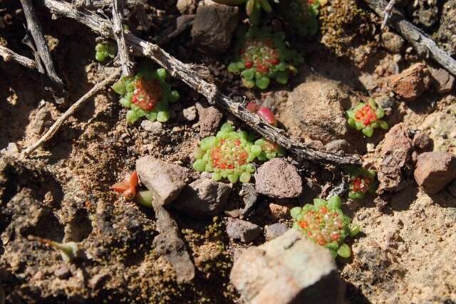 Image of Crassula pageae Tölken