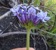 Image of Pentanisia prunelloides subsp. prunelloides