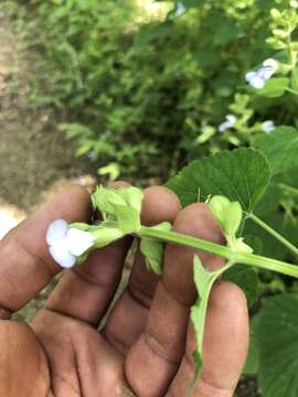 Image of Salvia herbacea Benth.