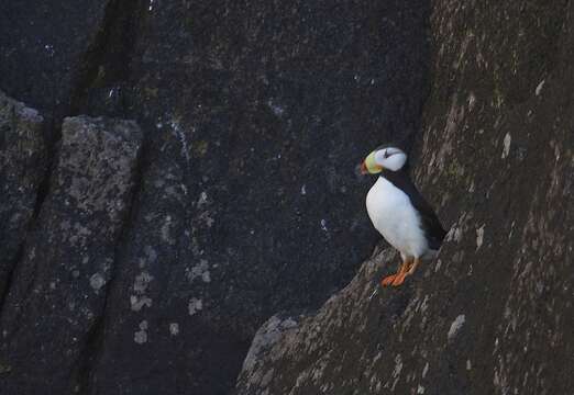 Image of Horned Puffin