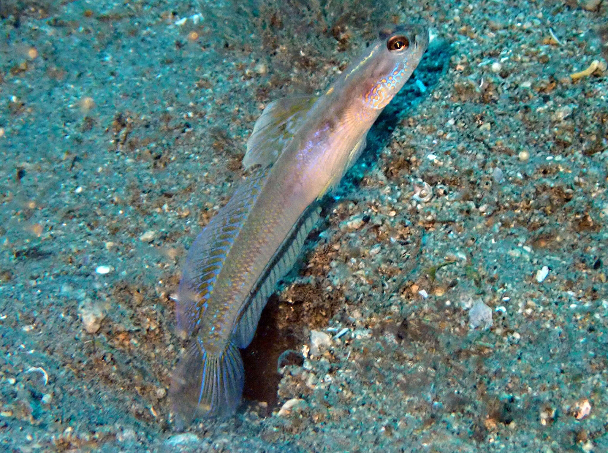 Image of Dorsalspot shrimpgoby