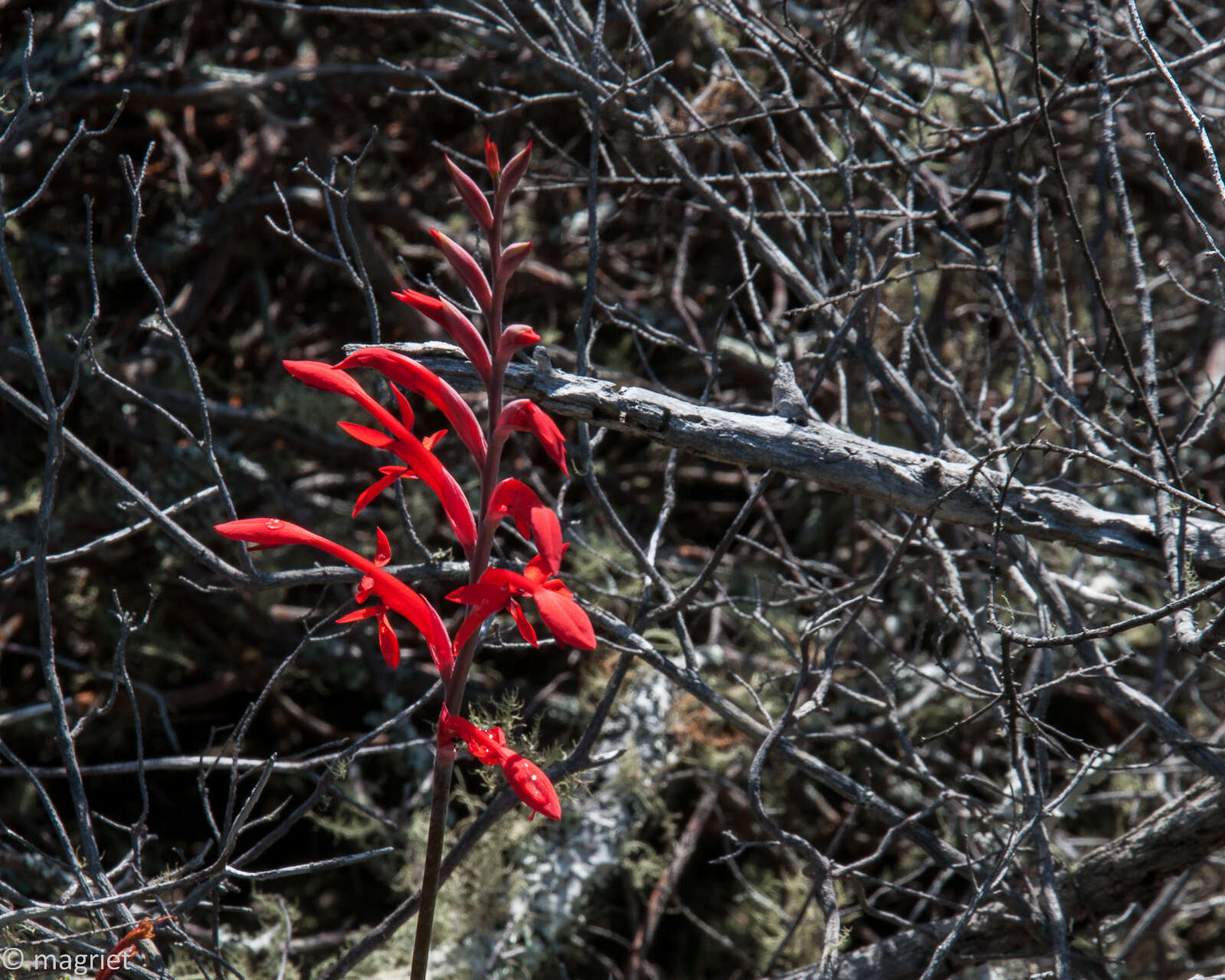 Image de Tritoniopsis caffra (N. E. Br.) Goldblatt & J. C. Manning