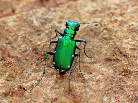 Image of Six Spotted Tiger Beetle