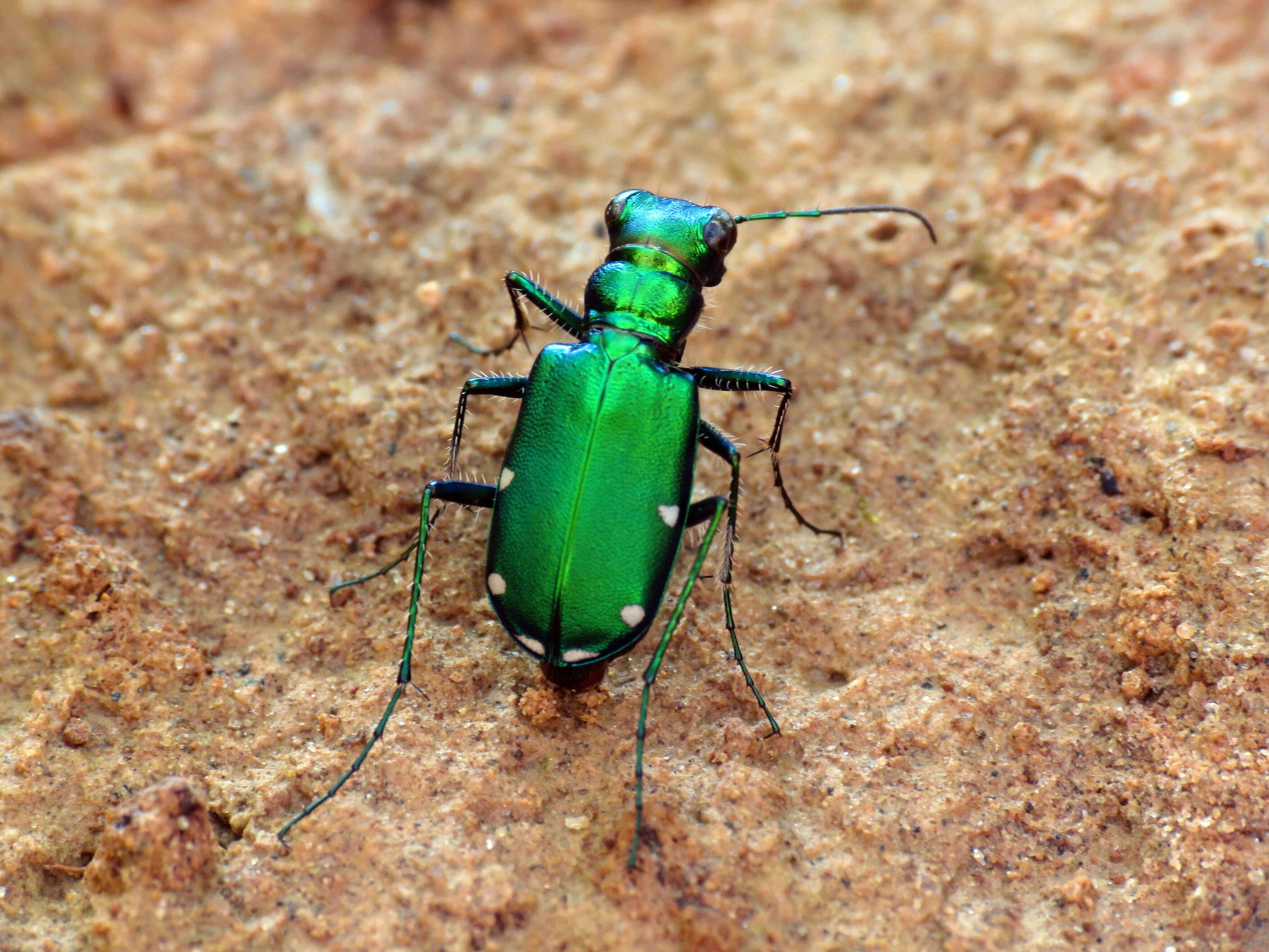 Imagem de Cicindela (Cicindela) sexguttata Fabricius 1775