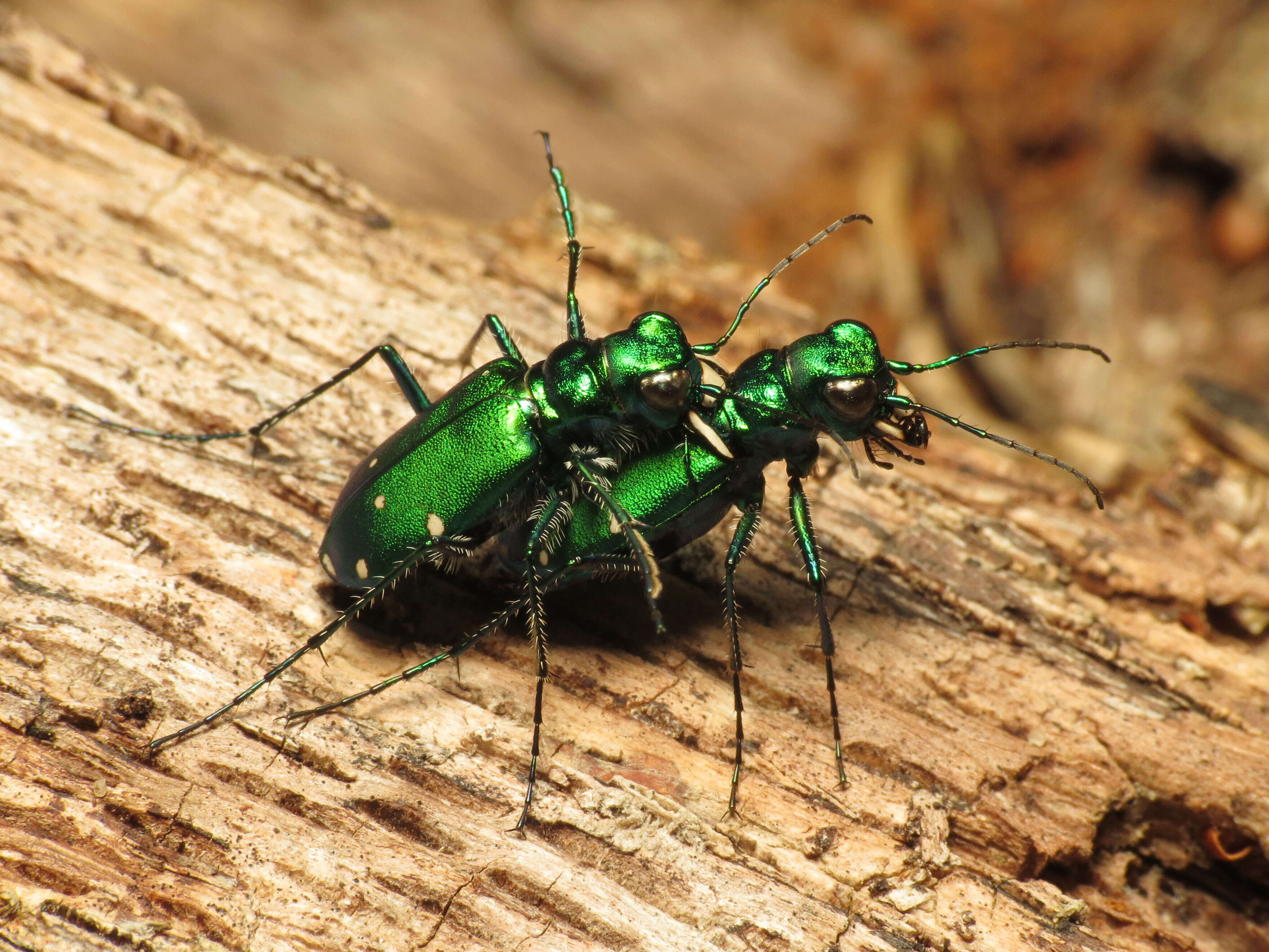 Imagem de Cicindela (Cicindela) sexguttata Fabricius 1775