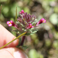 Image of broadleaf glandweed