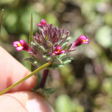 Image of broadleaf glandweed