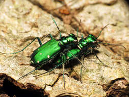 Imagem de Cicindela (Cicindela) sexguttata Fabricius 1775