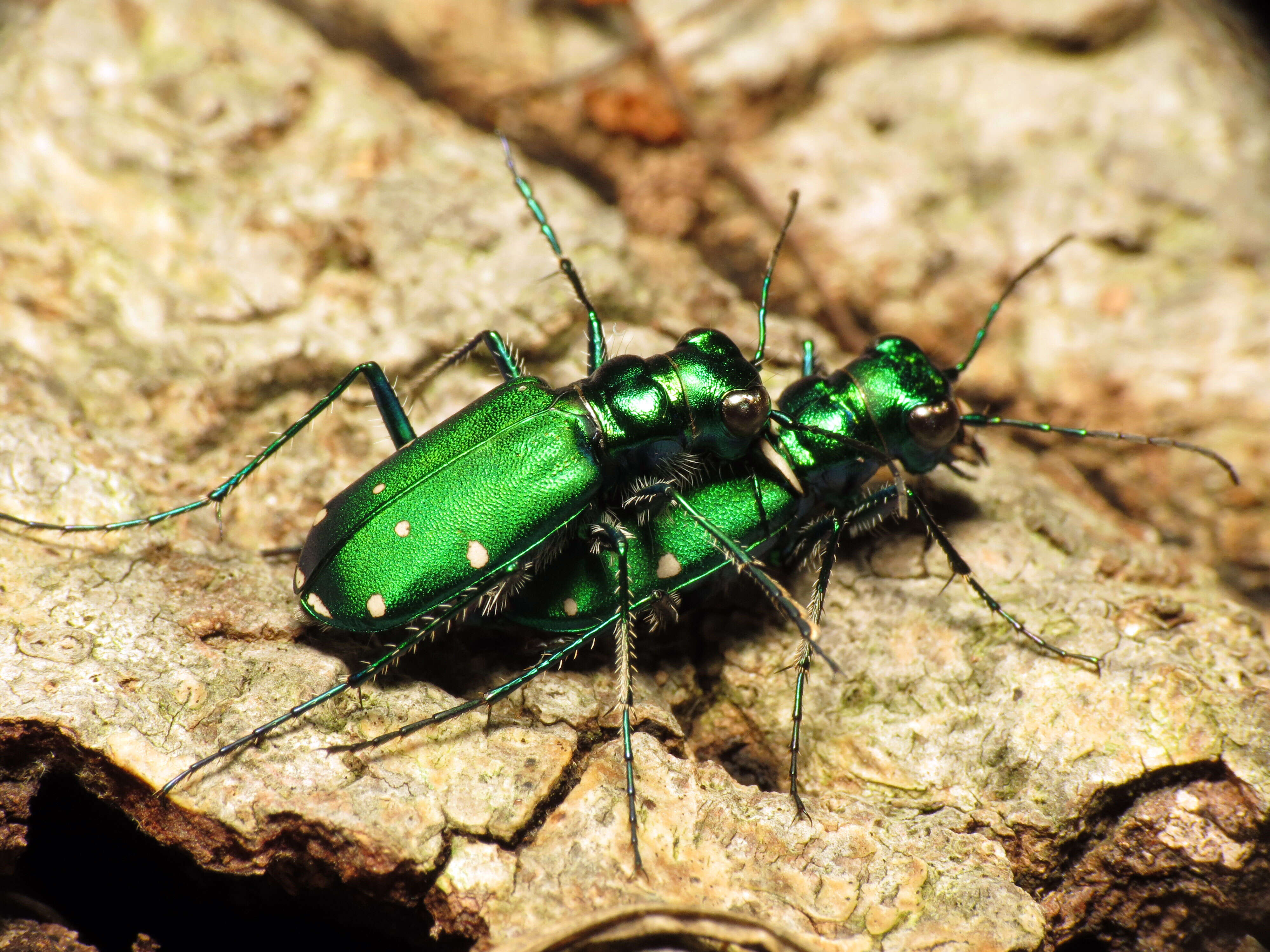 Imagem de Cicindela (Cicindela) sexguttata Fabricius 1775