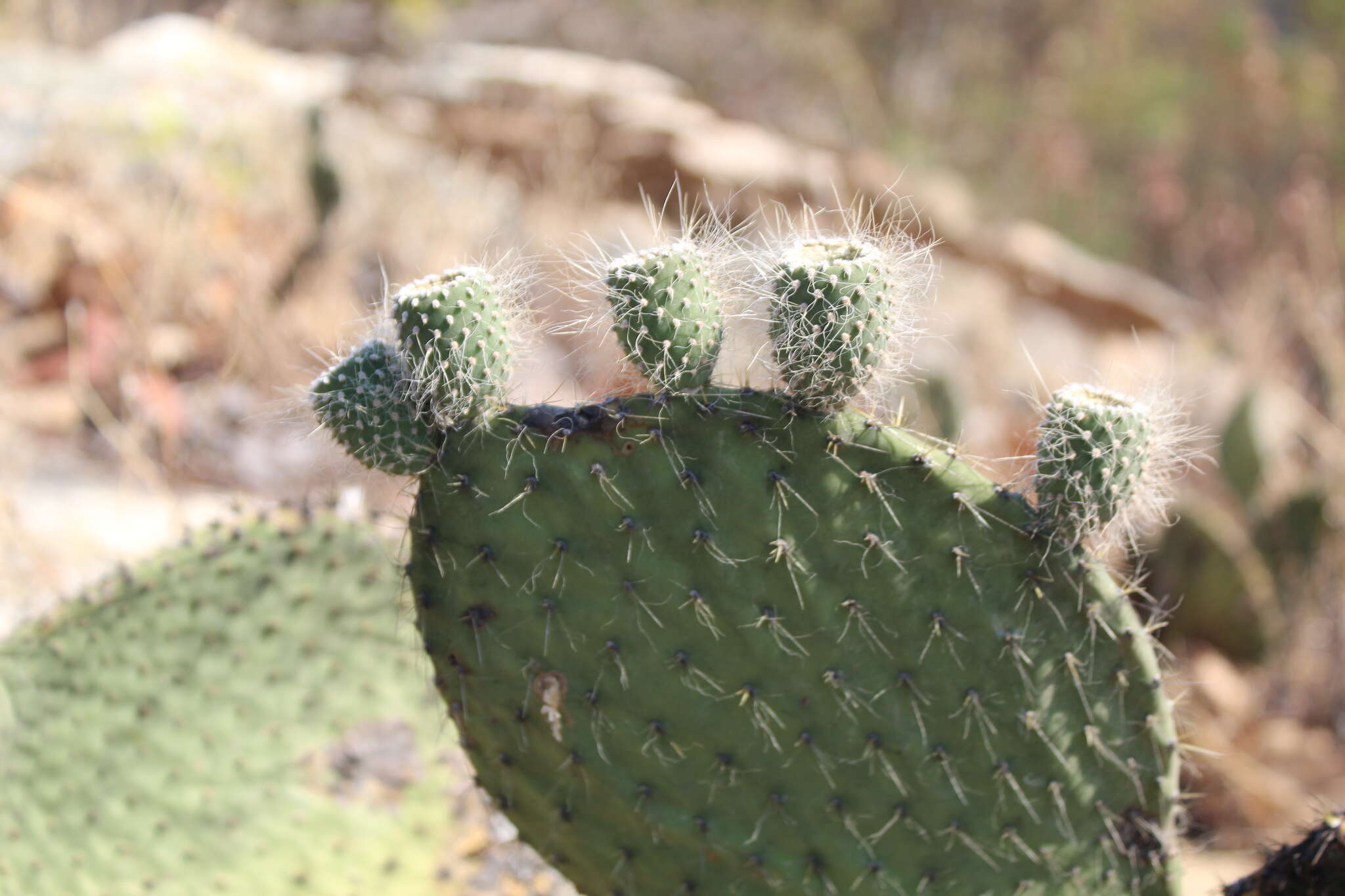 Opuntia setocarpa resmi