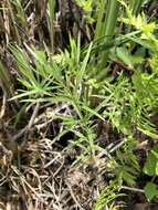 Слика од Epilobium leptophyllum Rafin.