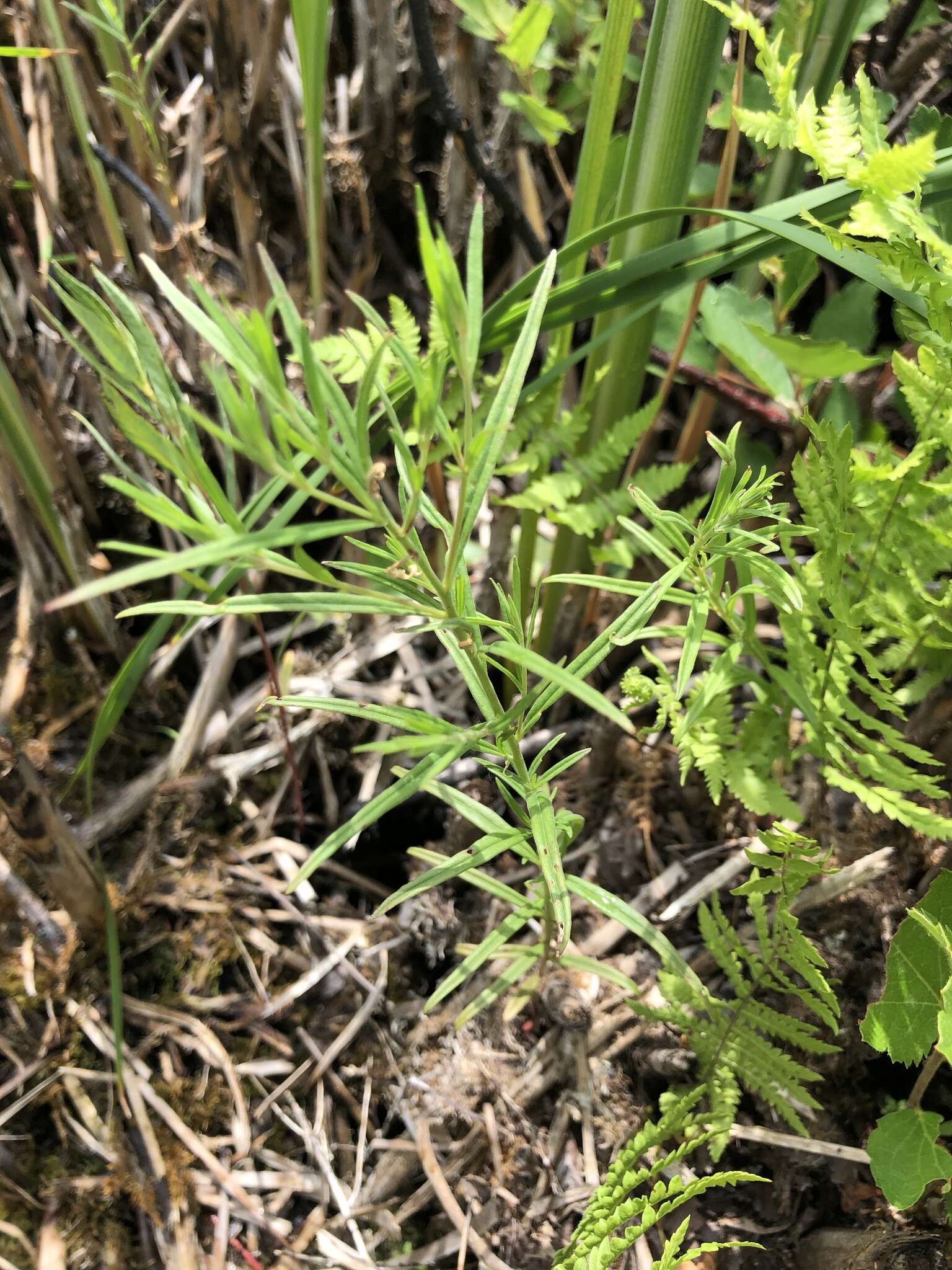 Sivun Epilobium leptophyllum Rafin. kuva