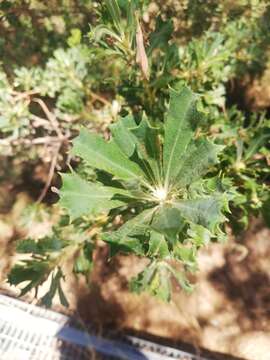 Imagem de Banksia sessilis var. cygnorum (Gand.) A. R. Mast & K. R. Thiele