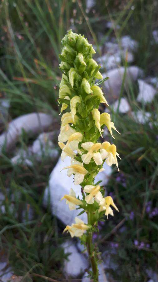 Image of Pedicularis ascendens Schleicher ex Gaudin