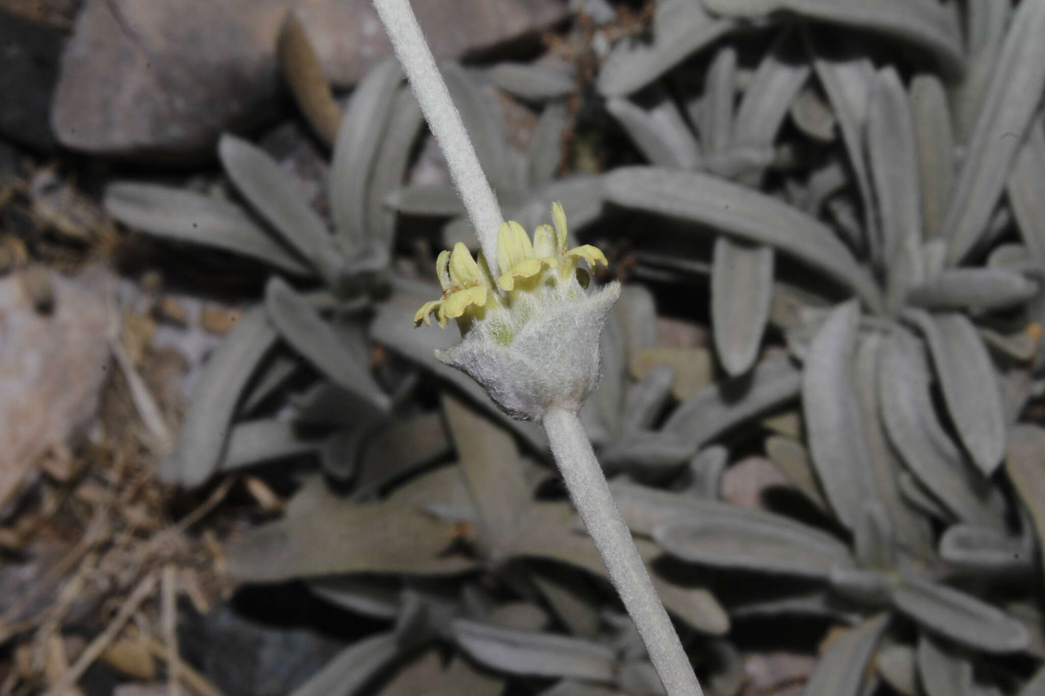 Image of Sideritis sipylea Boiss.