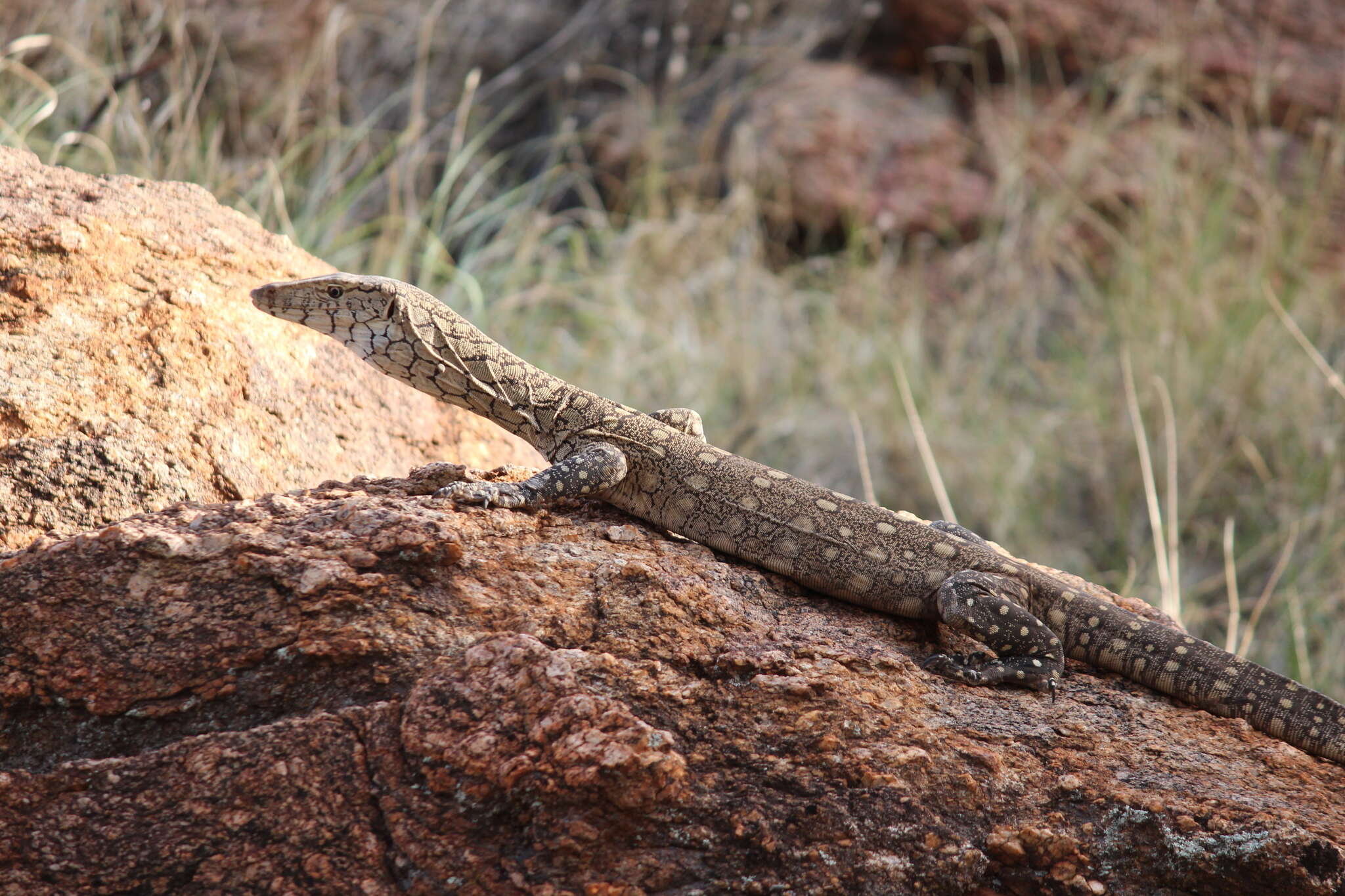 Image of Perentie