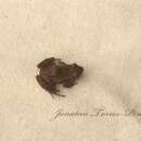 Image of pygmy robber frog